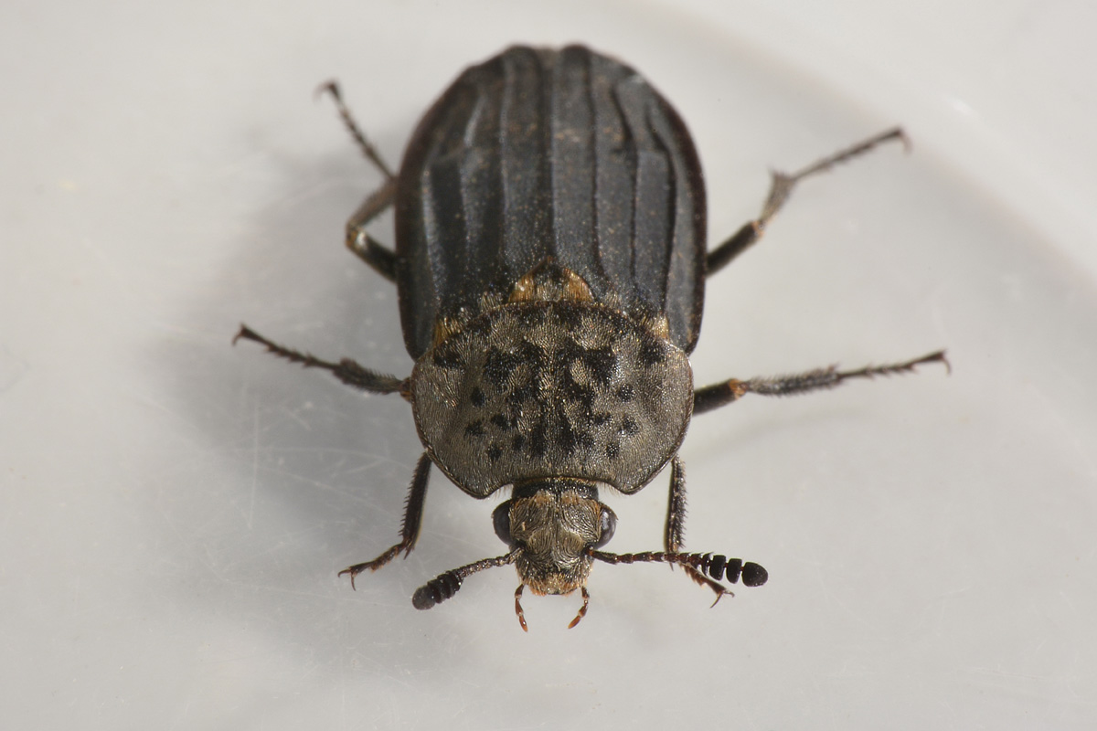 Silphidae, Thanatophilus sinuatus? S, femmina